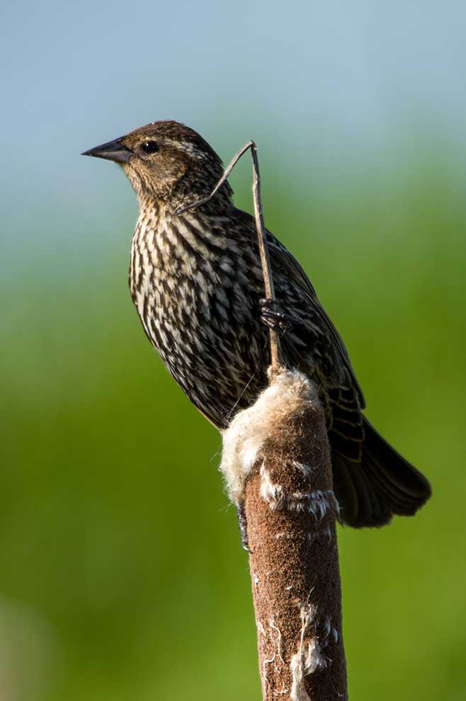 epoletnik krasnoskrzydły (Agelaius phoeniceus)