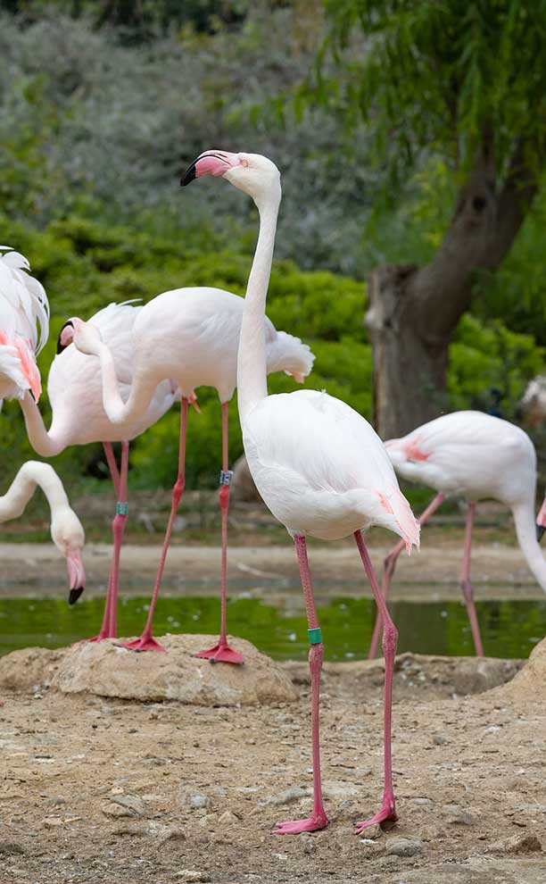 czerwonak (Phoenicopterus ruber)