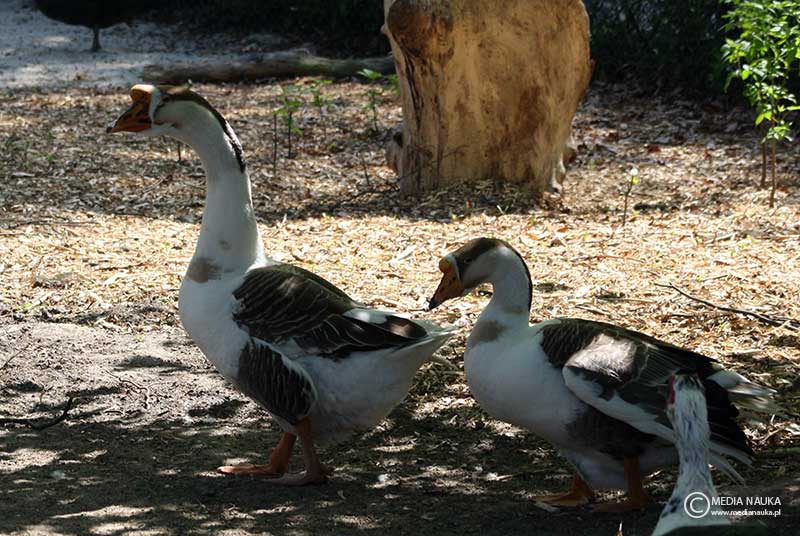 gęś garbonosa (Anser cygnoides domesticus)