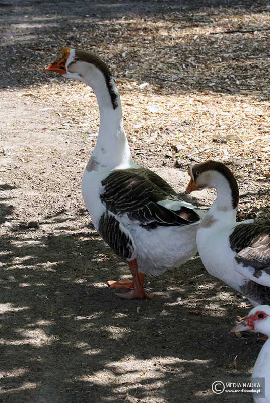 gęś garbonosa (Anser cygnoides domesticus)