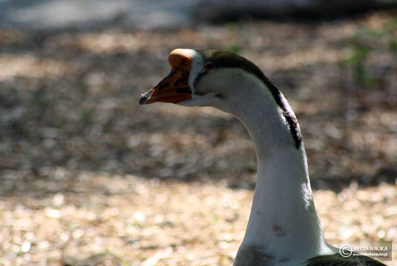 gęś garbonosa (Anser cygnoides domesticus)