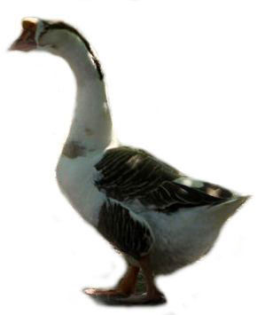 gęś garbonosa (Anser cygnoides domesticus)