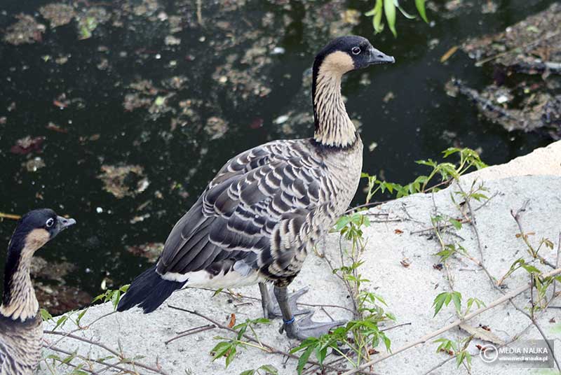 bernikla hawajska (Branta sandvicensis)