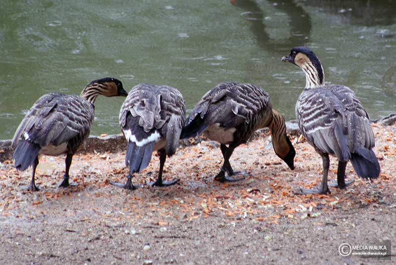 bernikla hawajska (Branta sandvicensis)