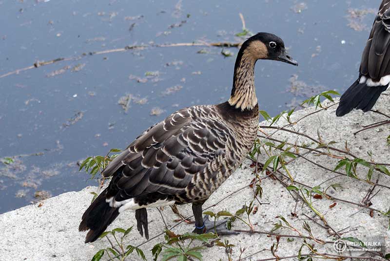 bernikla hawajska (Branta sandvicensis)
