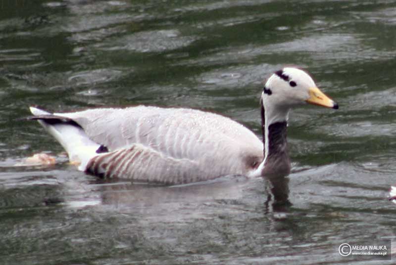 gęś tybetańska (Anser indicus)