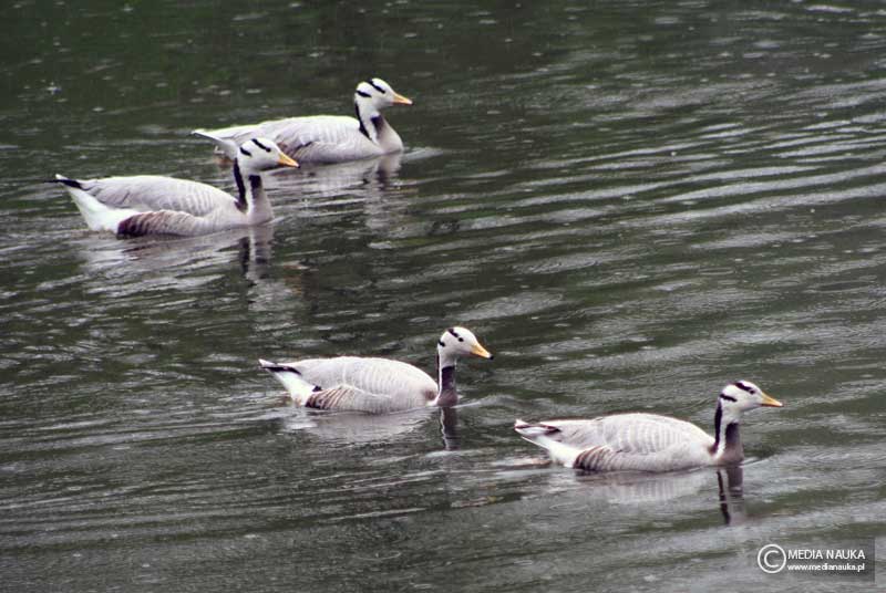 gęś tybetańska (Anser indicus)
