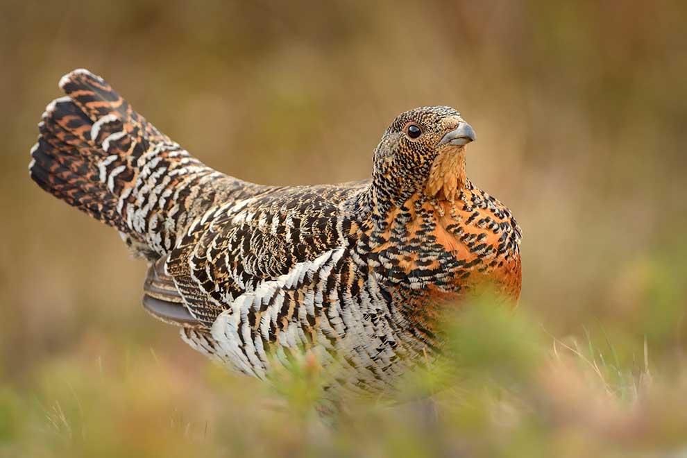 głuszec (zwyczajny) (Tetrao urogallus)
