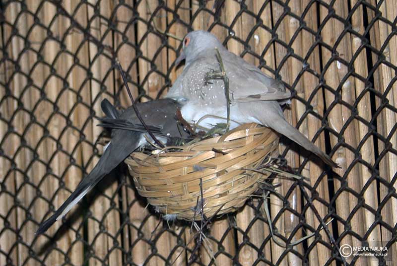 gołąbek diamentowy (Geopelia cuneata)