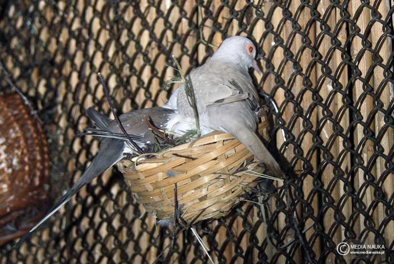 gołąbek diamentowy (Geopelia cuneata)