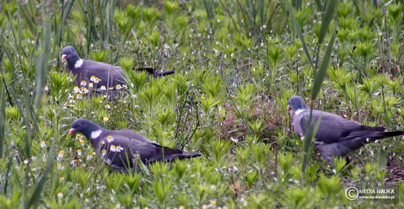 grzywacz (Columba palumbus)