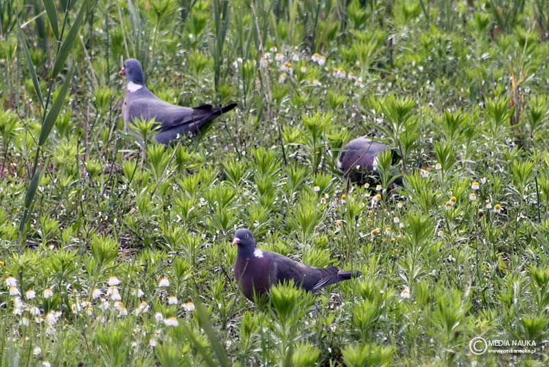 grzywacz (Columba palumbus)