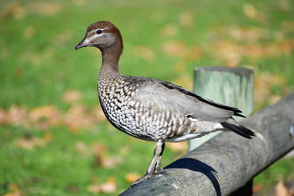 grzywienka (Chenonetta jubata)