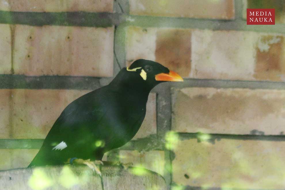 gwarek czczony (Gracula religiosa)