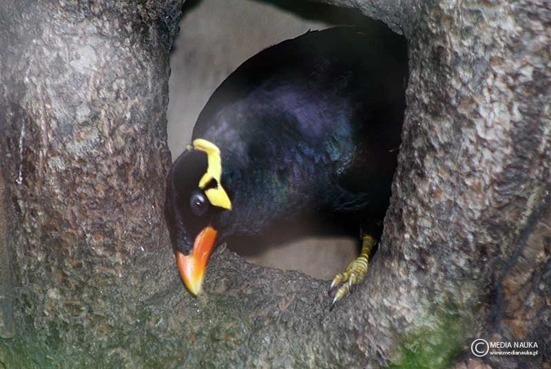 gwarek czczony (Gracula religiosa)