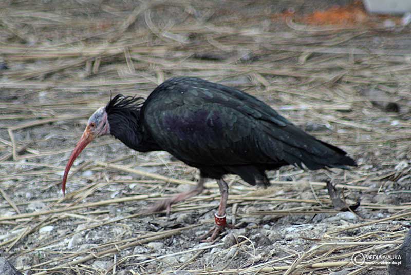 ibis grzywiasty
