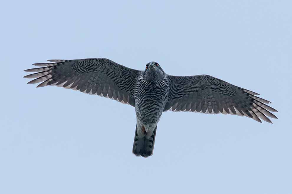 jastrząb (Accipiter gentilis)