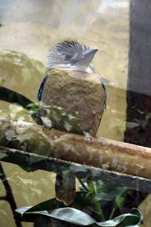 kukabura modroskrzydła (Dacelo leachii)