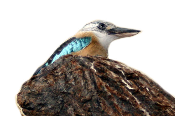 kukabura modroskrzydła (Dacelo leachii)