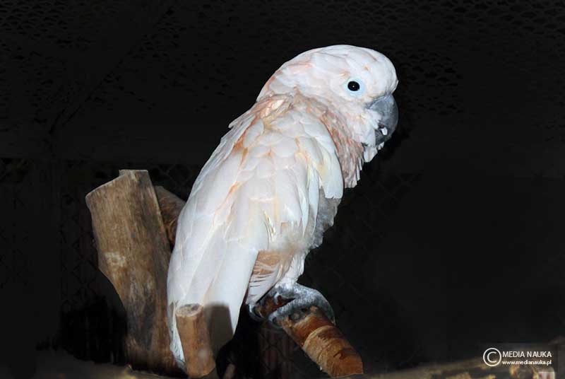 kakadu molucka, kakadu molukańska (Cacatua moluccensis)
