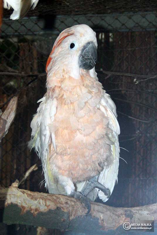 kakadu molucka, kakadu molukańska (Cacatua moluccensis)