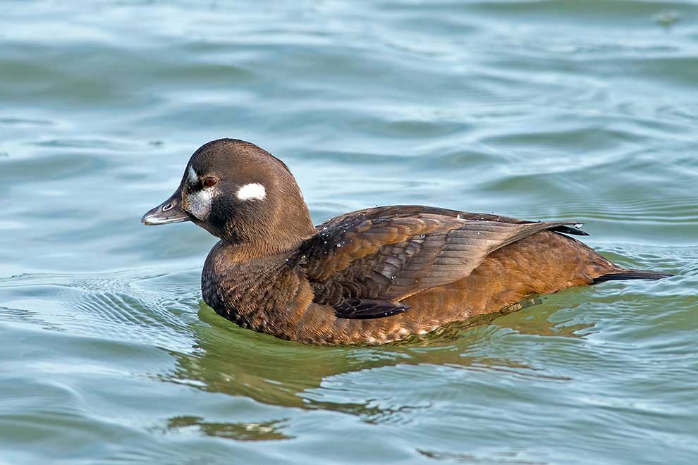 kamieniuszka (Histrionicus histrionicus)