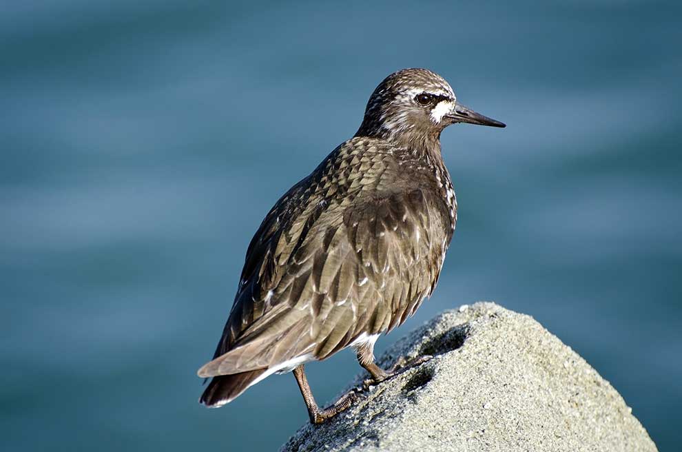 kamusznik (zwyczajny) (Arenaria interpres)