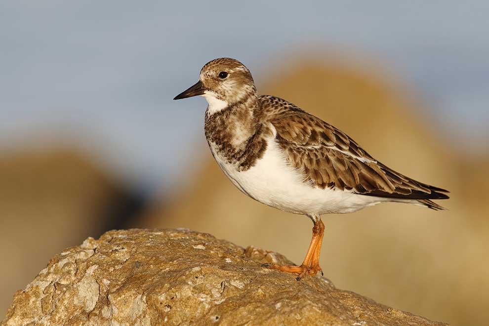 kamusznik (zwyczajny) (Arenaria interpres)