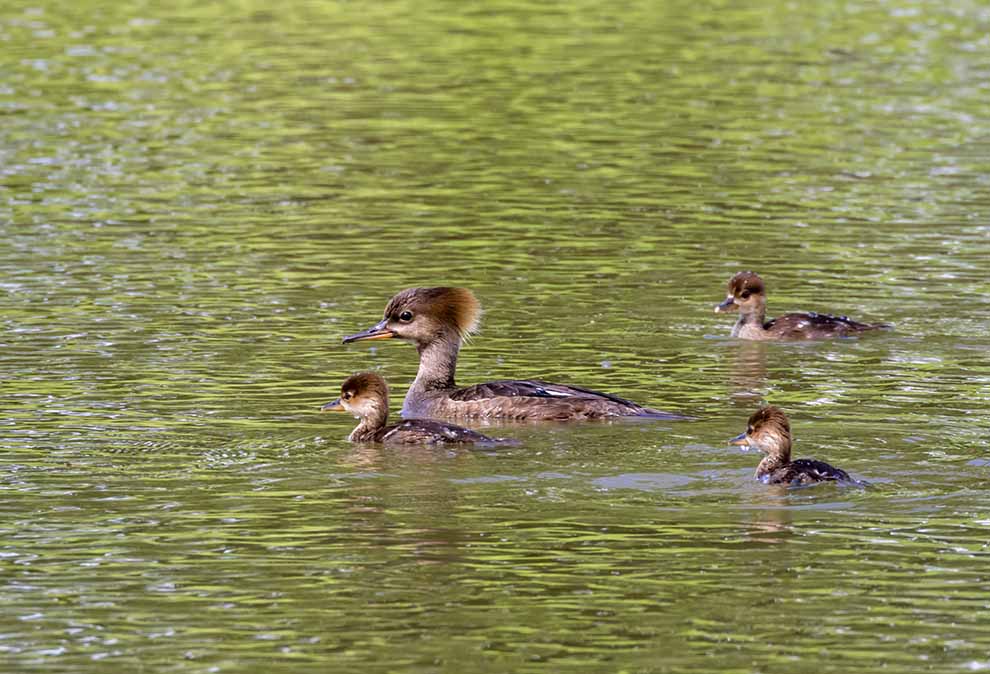 kapturnik (Lophodytes cucullatus)