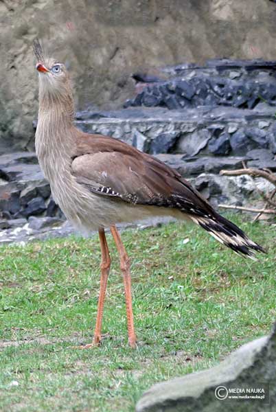 kariama czerwononoga (Cariama cristata)