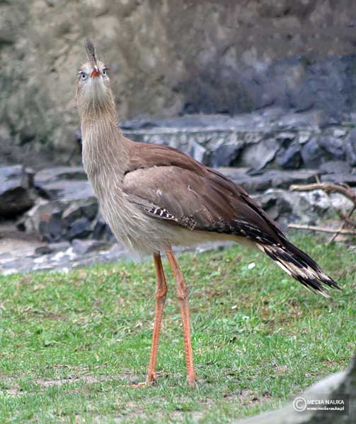 kariama czerwononoga (Cariama cristata)