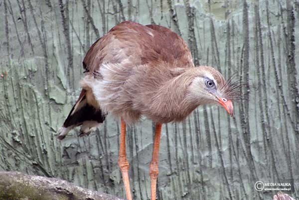 kariama czerwononoga (Cariama cristata)