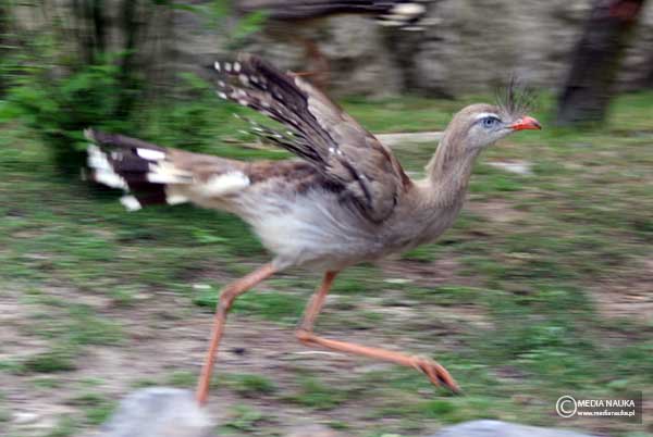 kariama czerwononoga (Cariama cristata)