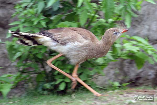 kariama czerwononoga (Cariama cristata)