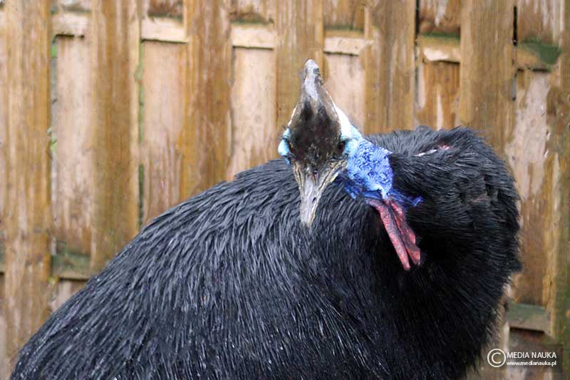 kazuar hełmiasty (Casuarius casuarius)