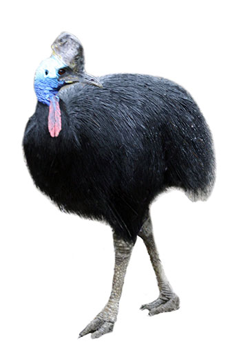 kazuar hełmiasty (Casuarius casuarius)