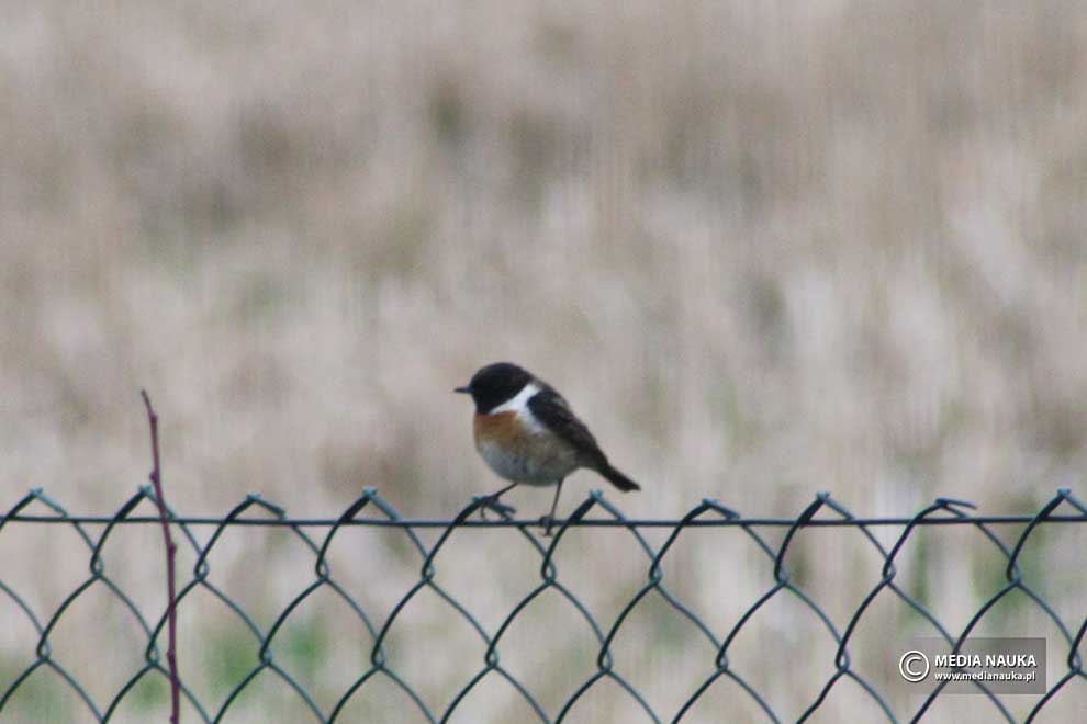 kląskawka afrykańska (Saxicola torquatus)