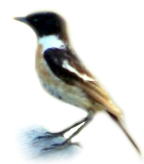 kląskawka afrykańska (Saxicola torquatus)