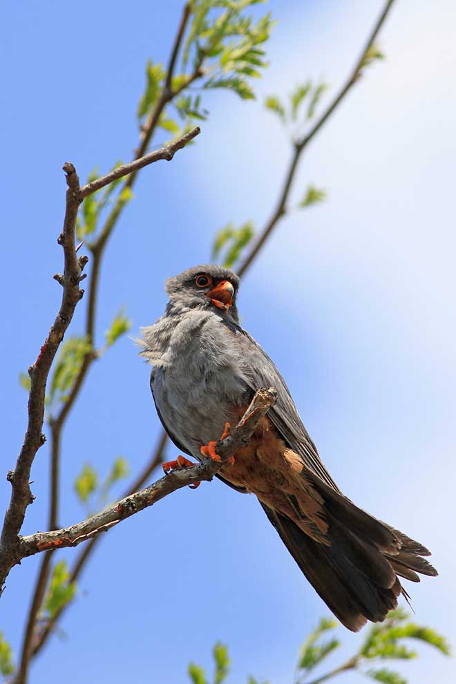 kobczyk (zwyczajny) (Falco vespertinus)