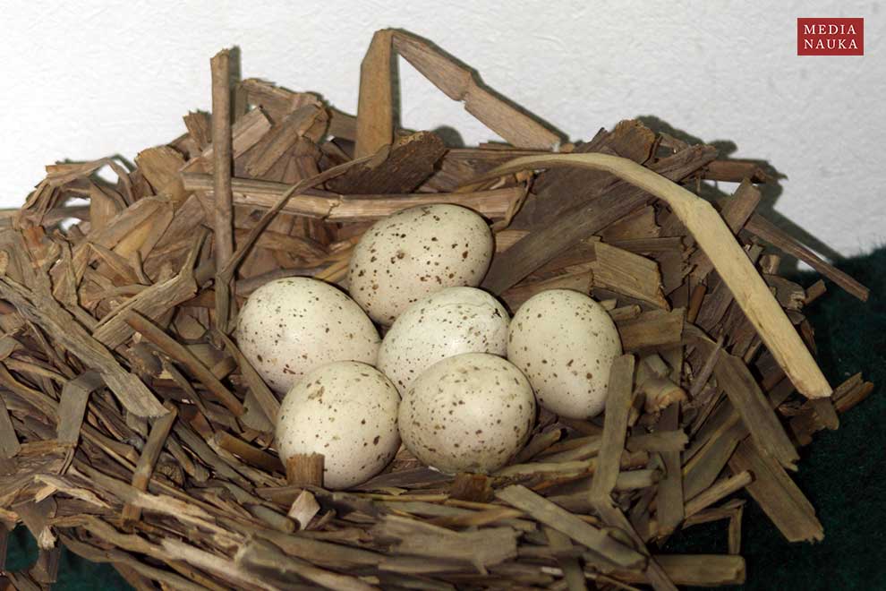 kokoszka (zwyczajna) (Gallinula chloropus)