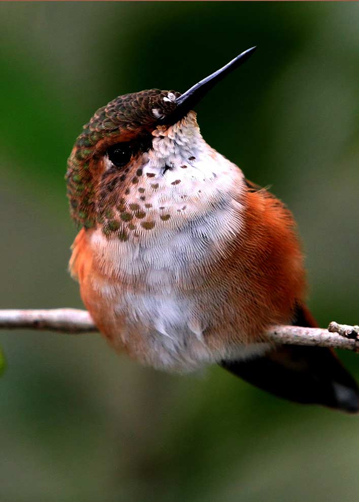 Kolibry