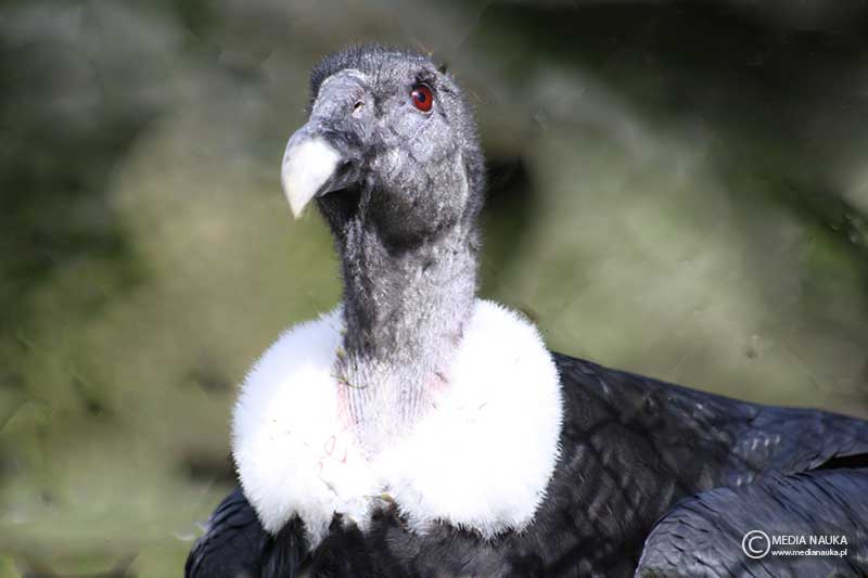 kondor wielki (Vultur gryphus)
