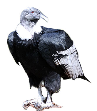 kondor wielki (Vultur gryphus)