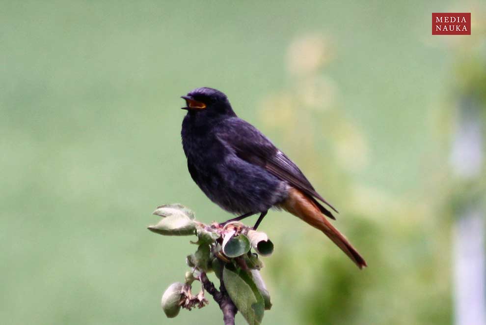 kopciuszek (zwyczajny) (Phoenicurus ochruros)