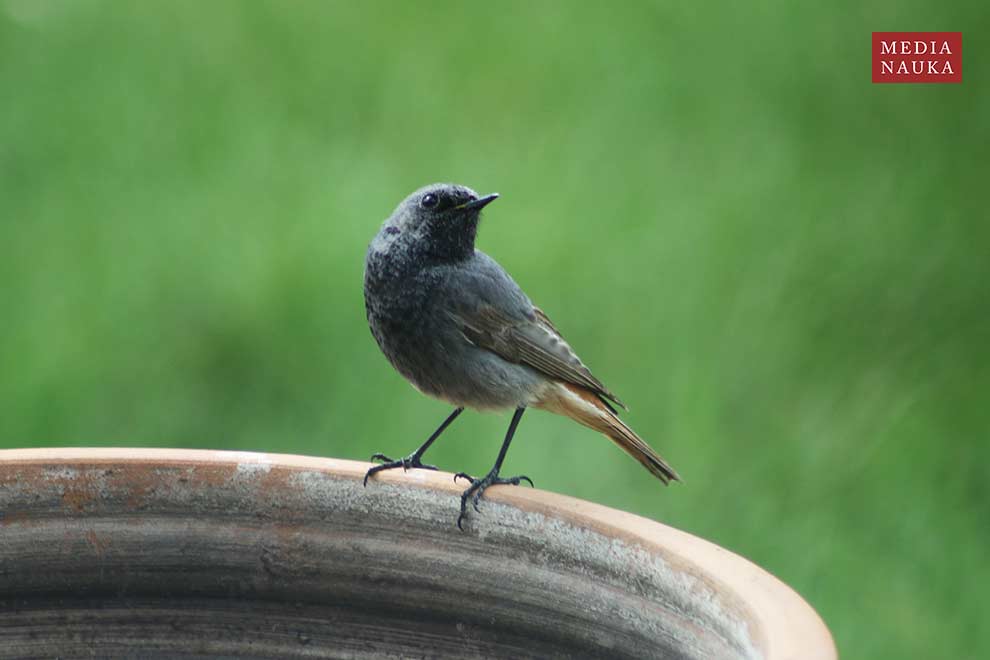 kopciuszek (zwyczajny) (Phoenicurus ochruros)