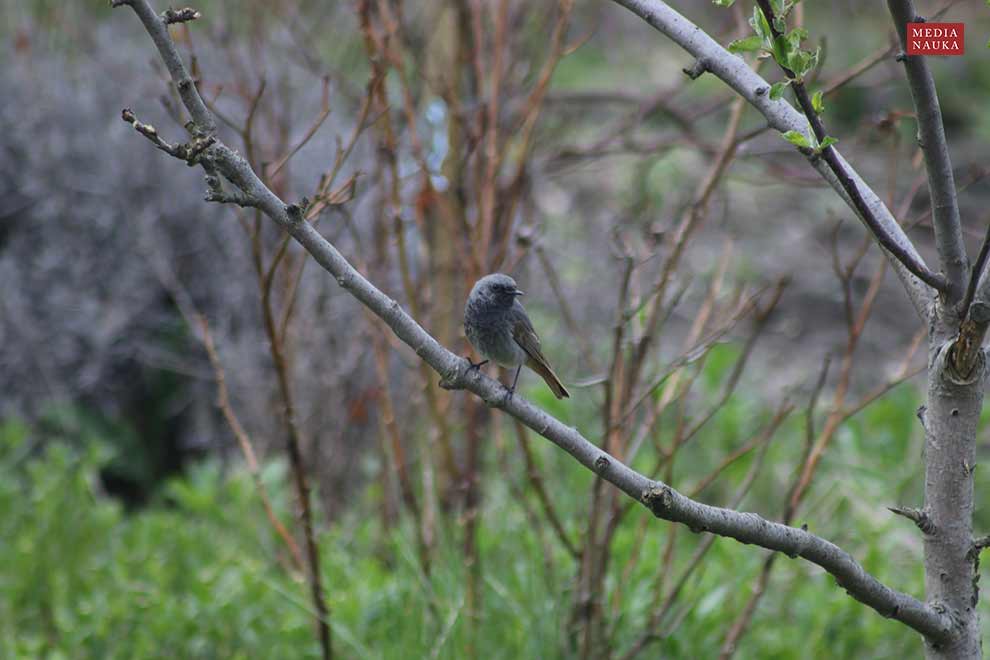 kopciuszek (zwyczajny) (Phoenicurus ochruros)