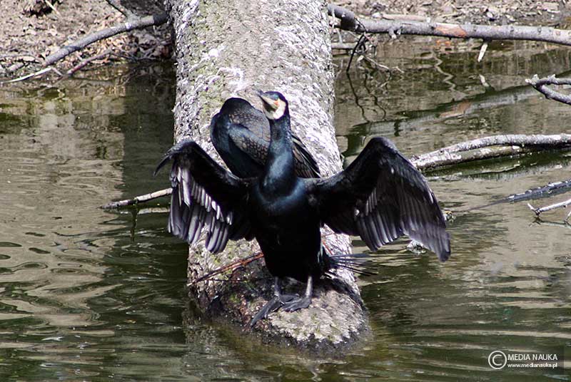 kormoran czarny