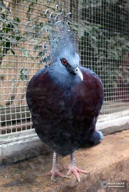 koroniec plamoczuby (Goura victoria)