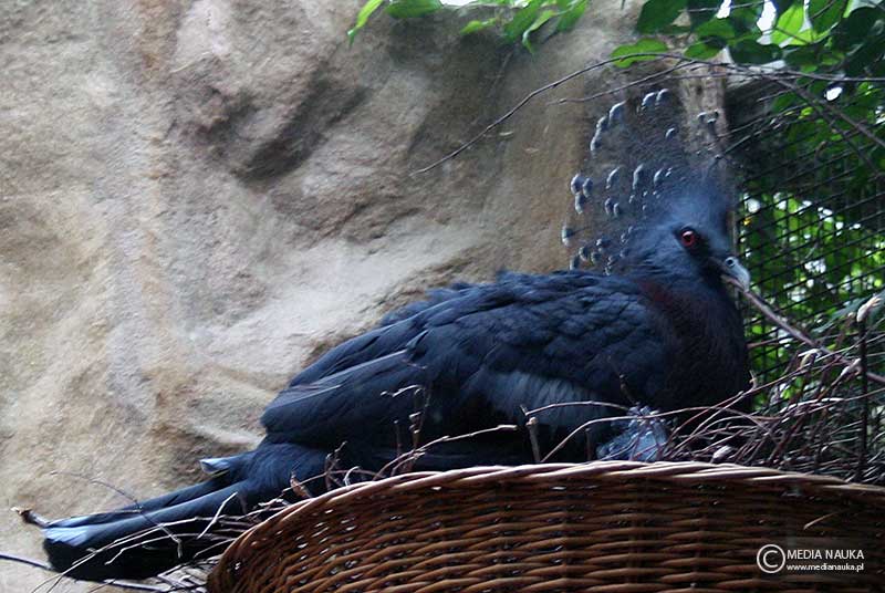 koroniec plamoczuby (Goura victoria)