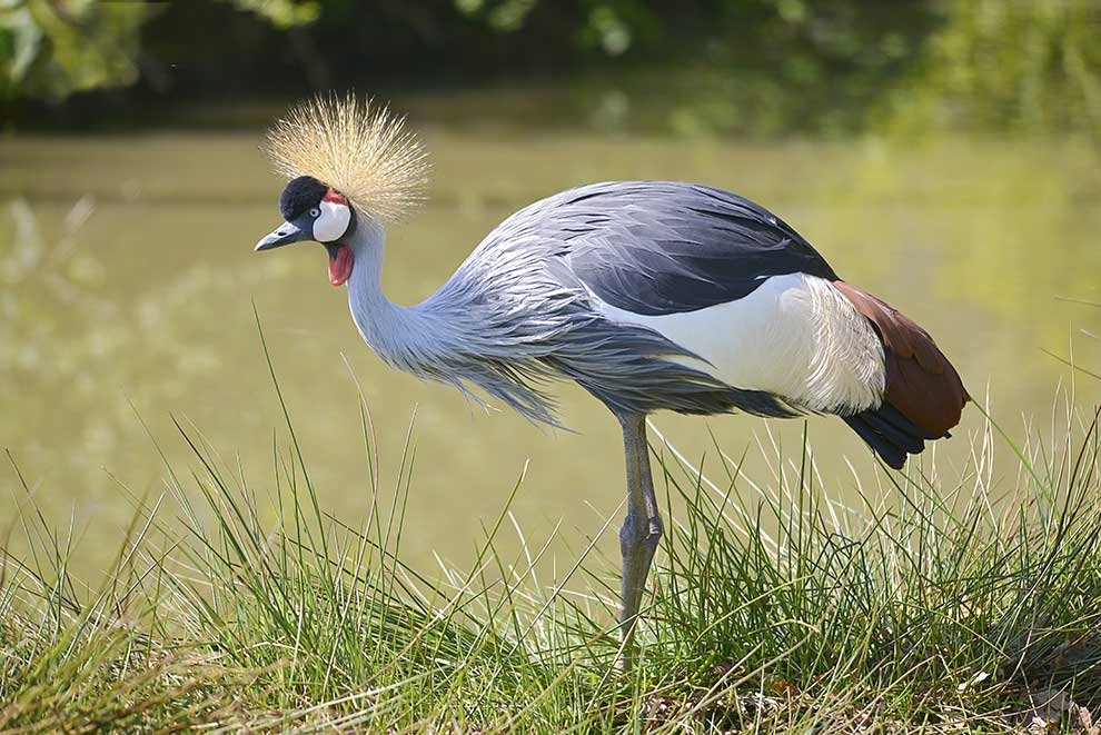 koronnik czarny (Balearica pavonina)